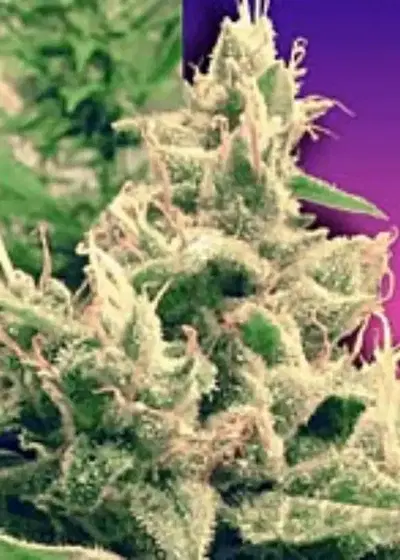 Hollands Hope by Dutch Passion, Photoperiod cannabis strain