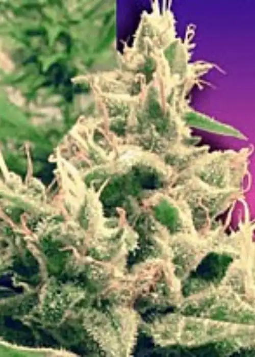 Hollands Hope by Dutch Passion, Photoperiod cannabis strain