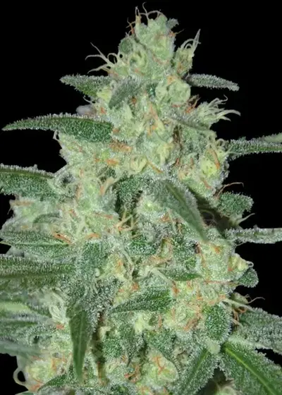 Holy Grail 69 by Samsara Seeds, Photoperiod cannabis strain
