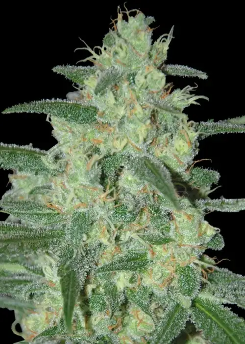 Holy Grail 69 by Samsara Seeds, Photoperiod cannabis strain