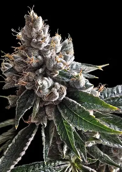 Holy Grail Kush by DNA Genetics, Photoperiod cannabis strain