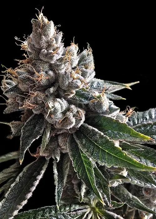 Holy Grail Kush by DNA Genetics, Photoperiod cannabis strain