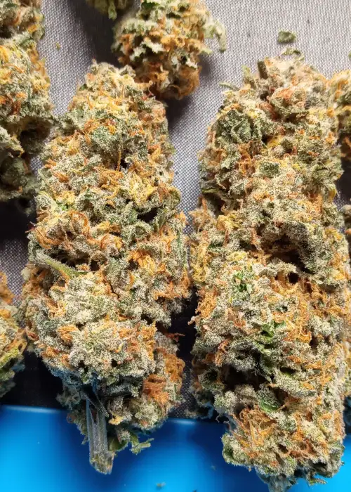 Holy Smoke by Greenpoint Seeds, Photoperiod cannabis strain