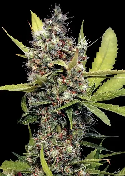 Honey B by Barney's Farm, Photoperiod cannabis strain