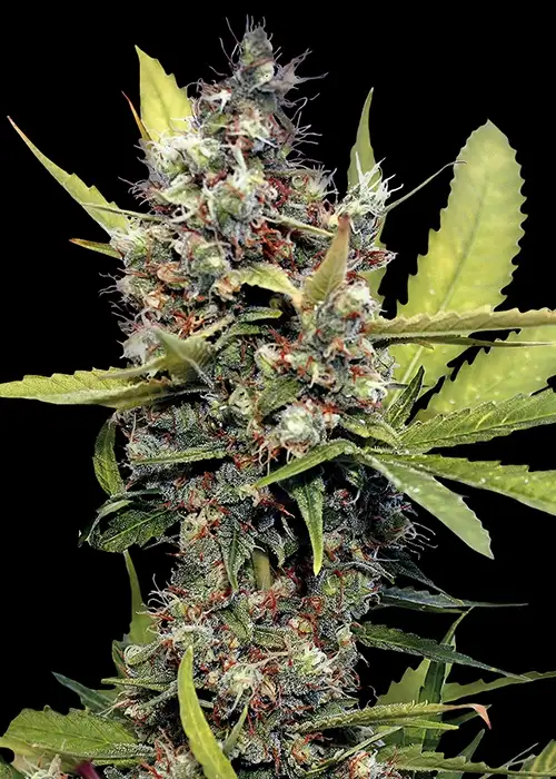 Honey B by Barney's Farm, Photoperiod cannabis strain
