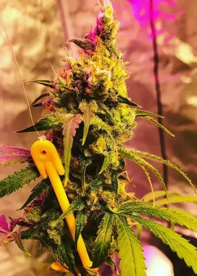 Honey Badger Haze by Dynasty Seeds, Photoperiod cannabis strain