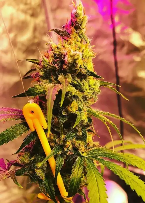 Honey Badger Haze by Dynasty Seeds, Photoperiod cannabis strain