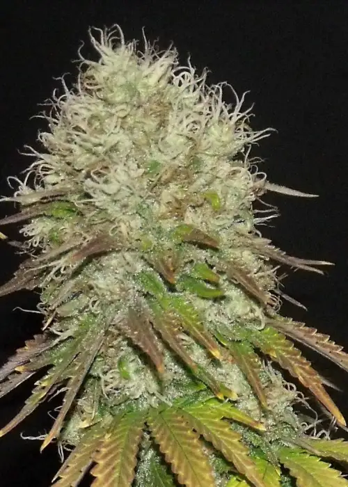 Honey Rock by Sumo Seeds, Photoperiod cannabis strain