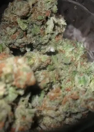 Honeybee by DJ Short, Photoperiod cannabis strain