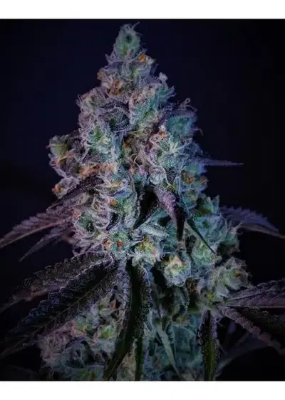 Hooch by 7 East Genetics, Photoperiod cannabis strain