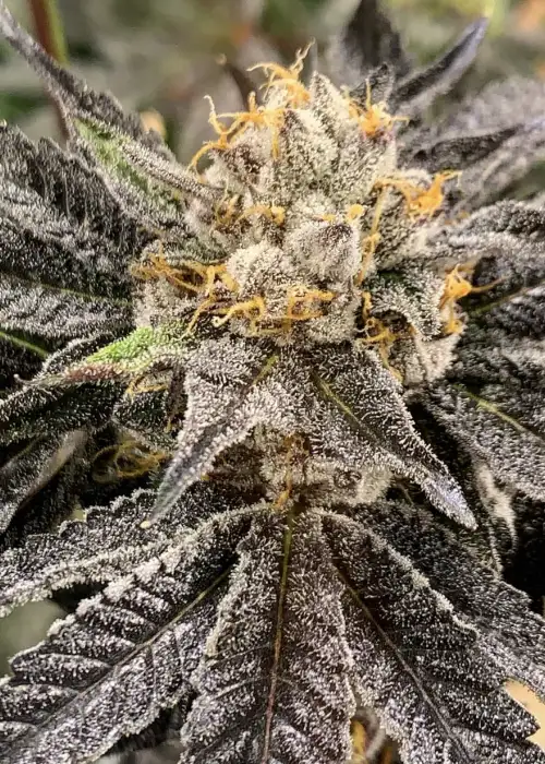 Hood Candyz by Solfire Gardens, Photoperiod cannabis strain