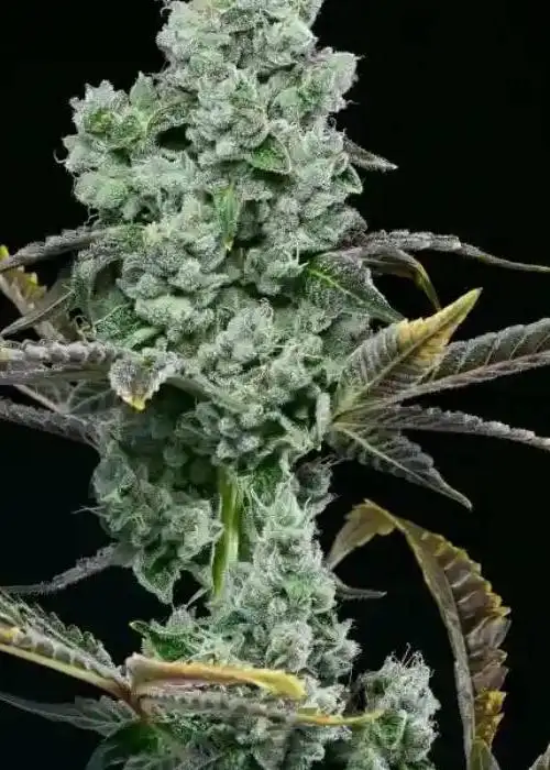 Horchata by NukeHeads, Photoperiod cannabis strain