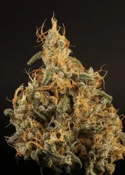 Hot Damn! by Twenty20, Autoflower cannabis strain