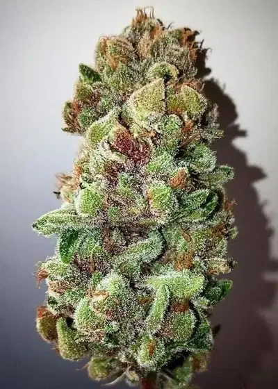 Hot Glue by SoFem Genetics, Photoperiod cannabis strain