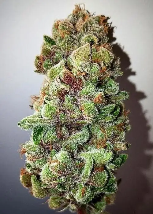 Hot Glue by SoFem Genetics, Photoperiod cannabis strain