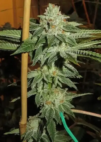 Hot Rod by Dungeons Vault Genetics, Photoperiod cannabis strain