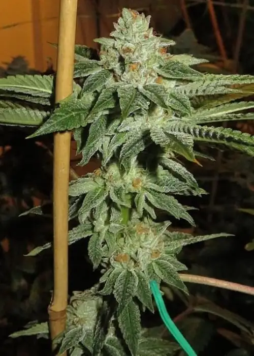 Hot Rod by Dungeons Vault Genetics, Photoperiod cannabis strain
