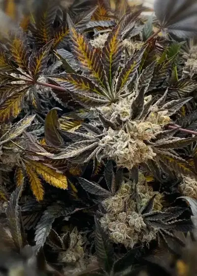 Hotcakes by Katsu Seeds, Photoperiod cannabis strain