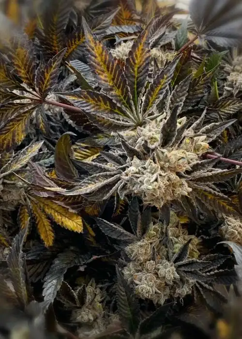 Hotcakes by Katsu Seeds, Photoperiod cannabis strain
