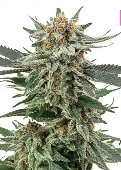 HS Sunny Vains Autoflower by Hy-seeds, Autoflower cannabis strain