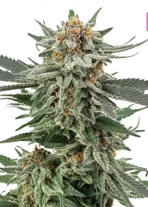 HS Sunny Vains Autoflower by Hy-seeds, Autoflower cannabis strain