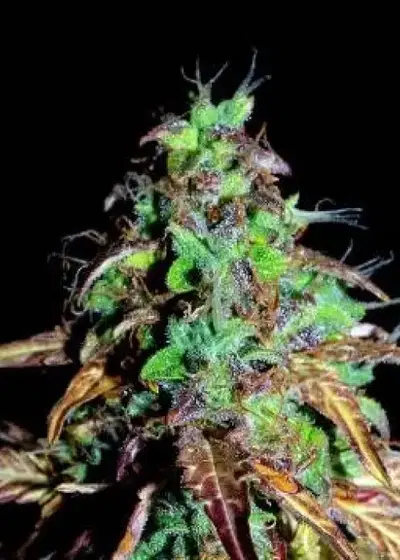 Hubba Bubba Auto by Shaman Genetics, Autoflower cannabis strain