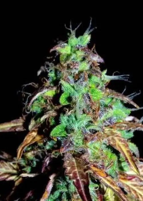 Hubba Bubba Auto by Shaman Genetics, Autoflower cannabis strain