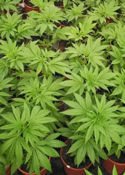Hubble Bubble by Mandala, Photoperiod cannabis strain