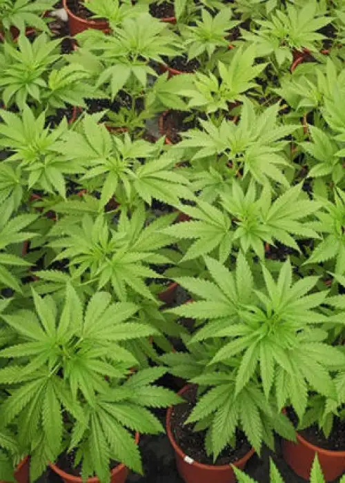 Hubble Bubble by Mandala, Photoperiod cannabis strain