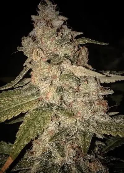 Huckleberry Cough V2 by Dynasty Seeds, Photoperiod cannabis strain