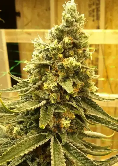 Huckleberry Diesel by Dynasty Seeds, Photoperiod cannabis strain