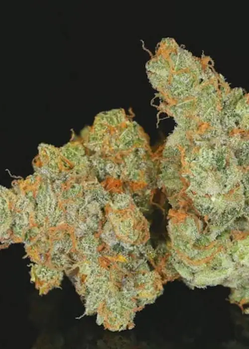 Huckleberry Haze by Dynasty Seeds, Photoperiod cannabis strain