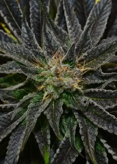 Huckleberry Kush 2012 by Dynasty Seeds, Photoperiod cannabis strain