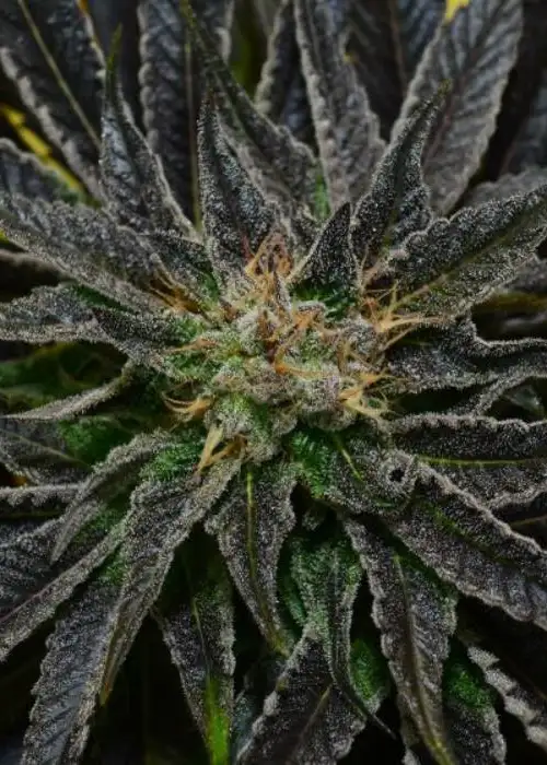 Huckleberry Kush 2012 by Dynasty Seeds, Photoperiod cannabis strain