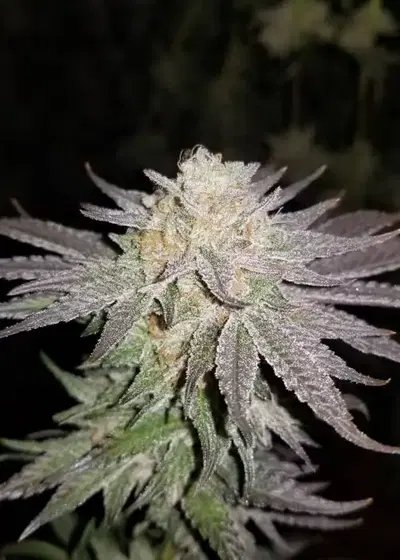 Huckleberry Kush v3 by Dynasty Seeds, Photoperiod cannabis strain