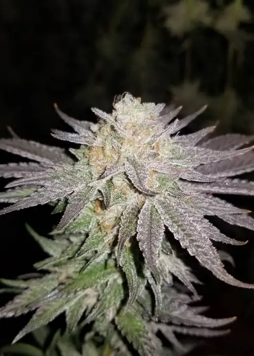Huckleberry Kush v3 by Dynasty Seeds, Photoperiod cannabis strain