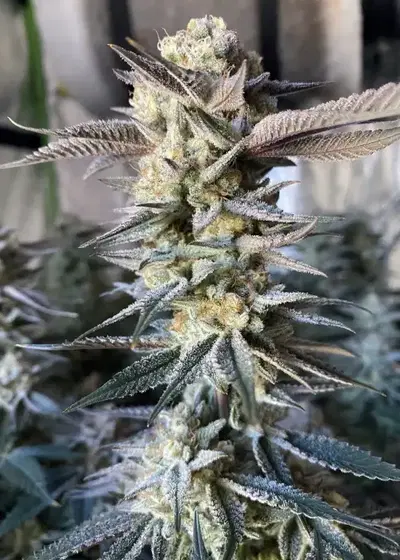Huckleberry Punch by Elev8 Seeds, Photoperiod cannabis strain