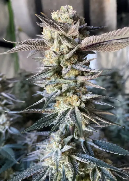 Huckleberry Punch by Elev8 Seeds, Photoperiod cannabis strain