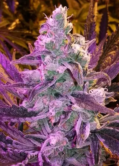 Huckleberry Space Queen by Dynasty Seeds, Photoperiod cannabis strain