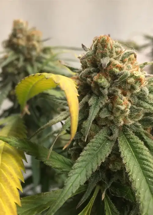 Huckleberry Web by Dynasty Seeds, Photoperiod cannabis strain