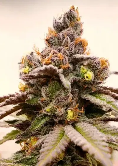 Huckleberry by The Bank Genetics, Photoperiod cannabis strain