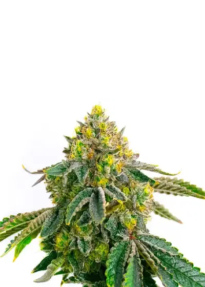 Hulk OG genetics fem by IZI Seeds, Photoperiod cannabis strain