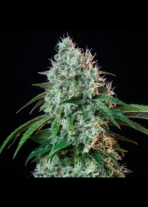 Hulkberry by Royal Queen Seeds, Photoperiod cannabis strain