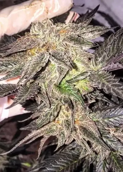 Humble Pie by Dungeons Vault Genetics, Photoperiod cannabis strain