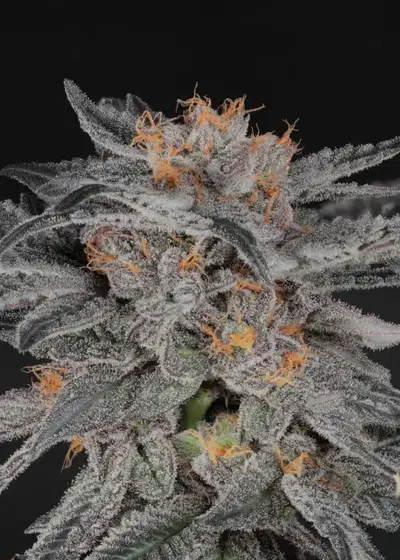 Humbolt Afghani by Twenty20, Photoperiod cannabis strain