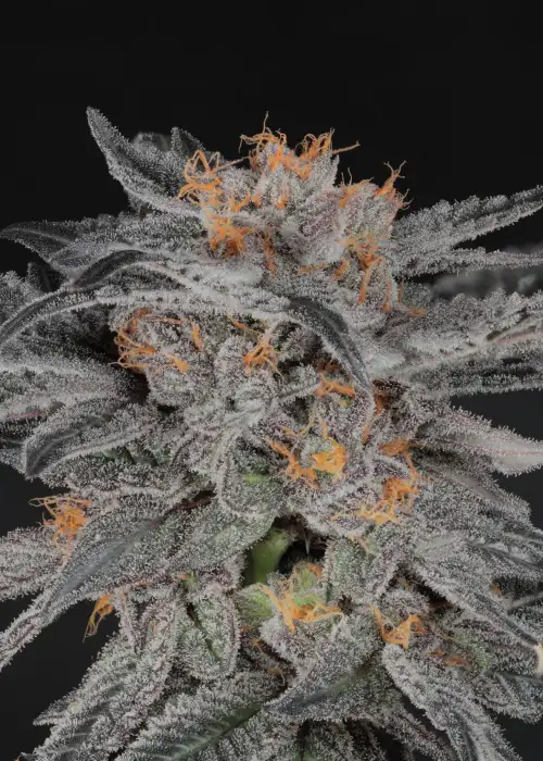 Humbolt Afghani by Twenty20, Photoperiod cannabis strain