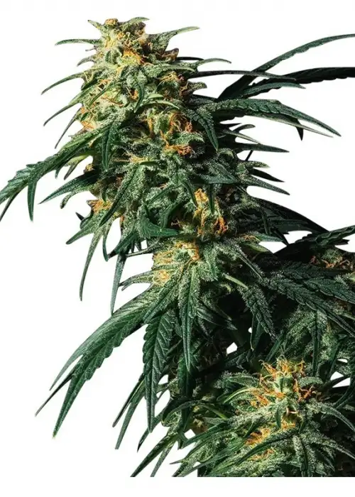 HvyWeight by Hy-seeds, Photoperiod cannabis strain