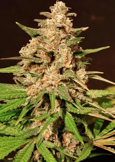 Hybrid X by Cream of the Crop Seeds, Photoperiod cannabis strain