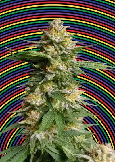 Hypno Zkittlez Auto by Hypno Seeds, Autoflower cannabis strain