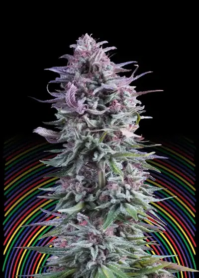 Hypno Zkittlez by Hypno Seeds, Photoperiod cannabis strain